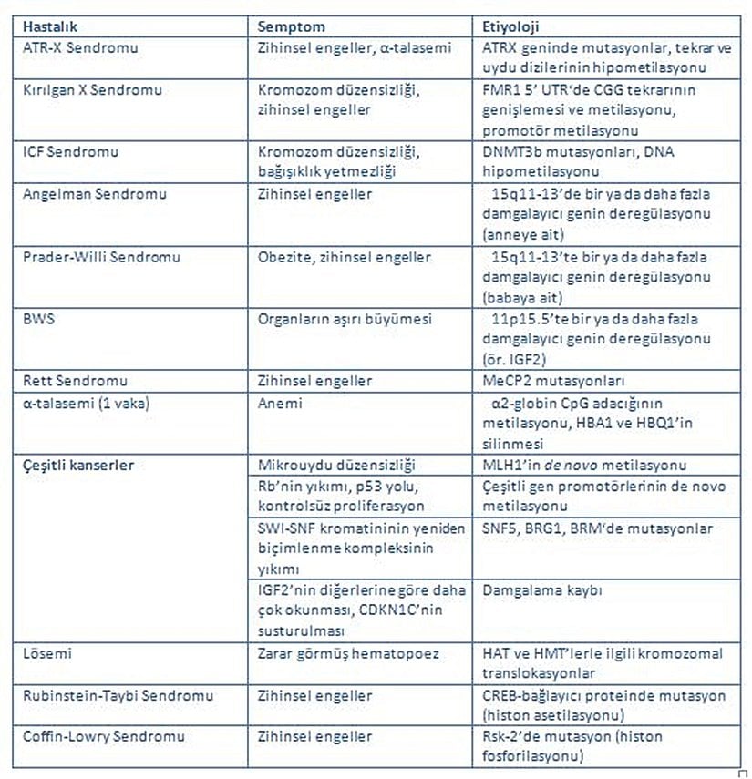 Tablo 1. Epigenetik hastalıklar, sebepleri ve semptomları. Epigenetik değişiklikler frajil (kırılgan) X sendromu, Angelman sendromu, Prader-Willi sendromu ve çeşitli kanser tipleri gibi insanlarda görülen hastalıklardan sorumludur. Kısaltmalar: ATR-X sendromu, alfa-talasemi, (mental) retardasyon, X bağlantılı; BWS, Beckwith–Wiedemann sendromu; CREB (cAMP-response-element-binding protein), uzun dönemli hafızada etken bir protein; HAT, histon asetiltransferaz; HMT, histon metiltransferaz; ICF, immün (bağışıklık) yetmezliği, sentromerde düzensizlik (centromeric region instability) ve yüz anomalileri sendromu (facial anomalies syndrome); UTR, çevrilmemiş bölge (untranslated region). Görsel Kaynağı: Egger, G. et al. Epigenetics in human disease and prospects for epigenetic therapy. Nature 429, 459 (2004).
