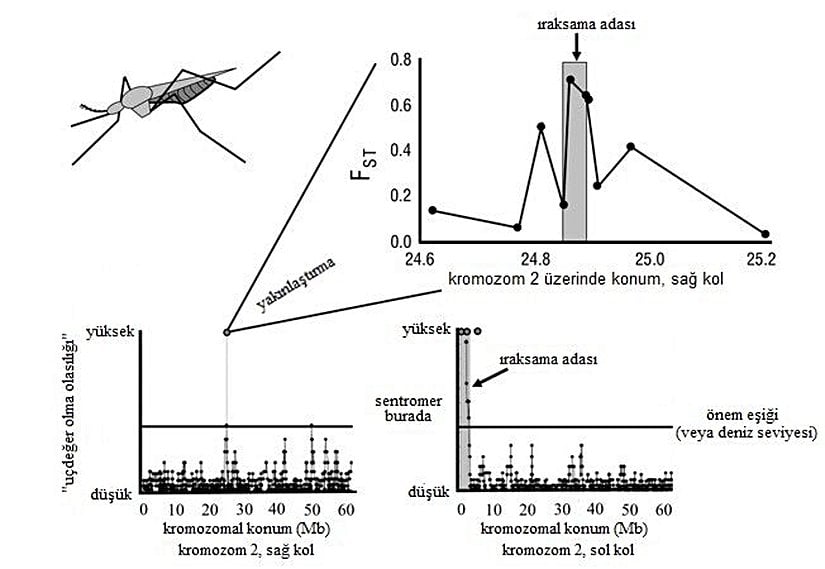 Şekil 4: Başlangıç aşamasında olan Anopheles gambiae türü üzerinde genomik ıraksama adalarının deneysel bir örneği. Aşağıdaki iki grafik, kromozom iki üzerindeki farklılaşma şemasını gösteriyor (Turner ve ark. 2005). Gri alanlar; kayan pencere analizlerinde yüksek derecede farklılaşmış olarak tanımlandı ve farklılaşma, bu bölgelerdeki lokuslar (kırmızı daireler) dizilenerek doğrulandı. Sol kolda, sentromerin yakınında, beklenenin çok üstünde farklılaşmış büyük bir ada kendini belli ediyor. Sol kolda küçük bir ada da belirgin olarak görülmekte. Üstteki grafik, küçük adadaki belirtilen tüm genlerin dizisinin bir kısmının çıkarıldığı, daha sonra yapılan bir çalışmayı gösteriyor (Turner & Hahn 2007). 2010 Nature Education. Orijinal araştırmadan uyarlanmış ve Public Library of Science ve Society of Molecular Biology and Evolution’ın izniyle yeniden basılmıştır. Tüm hakları saklıdır.
