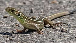 Lacerta trilinieata
