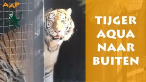 Noah's Ark Zoo Plans Sanctuary For Rescued Tiger Aqua