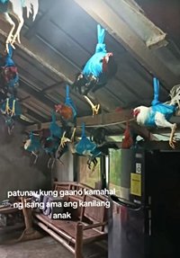 Typhoon survival: Family from Philippino uses fabric holders to protect chickens