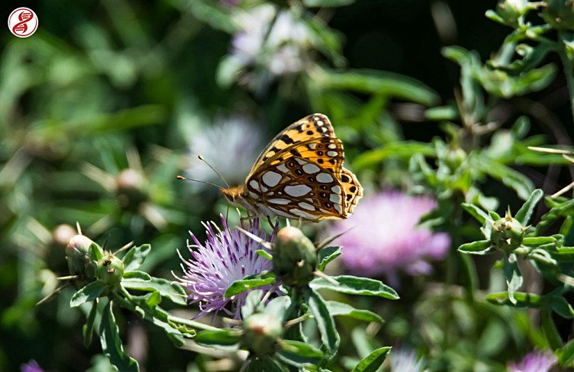 Kanat altı, Zonguldak.