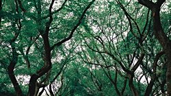 DOĞANIN İYİLEŞTİRİCİ GÜCÜ