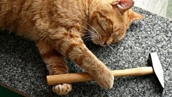 Kedinizin Davranışları Ne Anlama Geliyor? Kedi Davranışlarını Anlamak Mümkün mü?