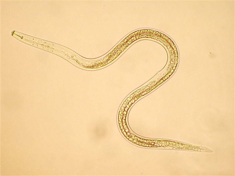 Türkçeye yuvarlak solucanlar olarak çevrilen nematoda şubesine ait bir birey. Nematoda şubesinde yer alan bazı türler bitki paraziti olarak karşımıza çıkmakta ve çiftçinin mahsulüne ciddi zarar verebilmektedir.