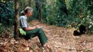 Jane Goodall Remembered As Global Conservation Icon