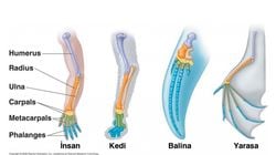 Evrimde Türler Arası Benzerlikler ve Köken İlişkisi: Homoloji Nedir? Homoplazi Nedir?