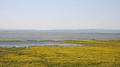 Manyas Gölü’nün Önemi Nedir? Hangi Tehlikeler ile Karşı Karşıyadır?