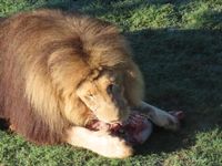 Villages on edge after four lions escape from Kruger National Park