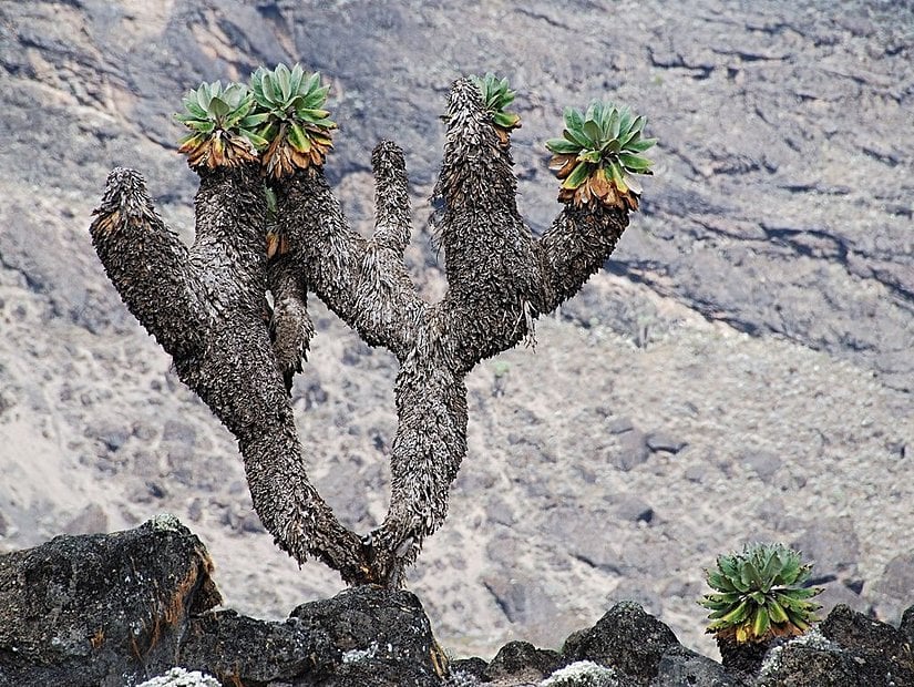 Dendrosenecio kilimanjari bitkisinin gövdesindeki çürümüş yaprak tabakası.