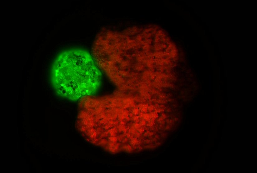 Pac-man şeklindeki Xenobotlar yavru üretip doğurabiliyorlar.