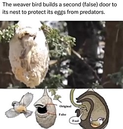 Yuvasına “Sahte Giriş” hazırlamak Ploceidae türüne özgü bir olay mıdır?