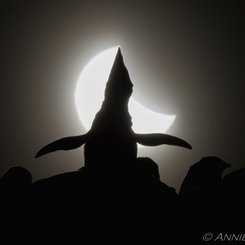 Coşkulu Güneş Tutulması