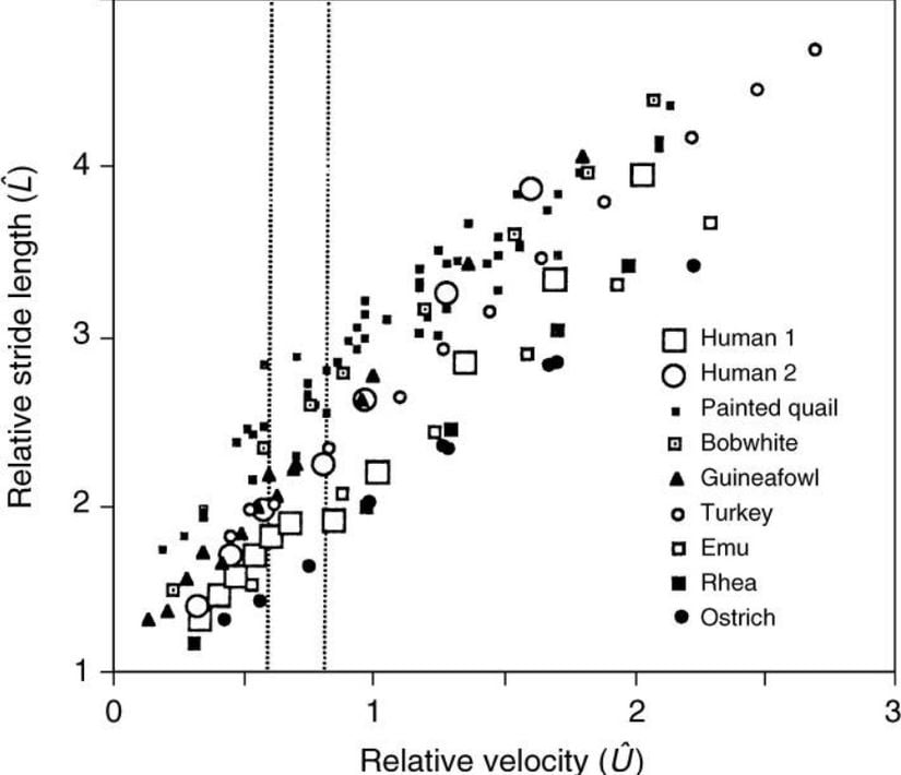 İnsanlar ve çeşitli kuşlar için göreli adım uzunluğu-boyutsuz hız grafiği. Kesikli çizgiler yürümeden koşmaya geçişin yapıldığı hız aralığını göstermektedir.