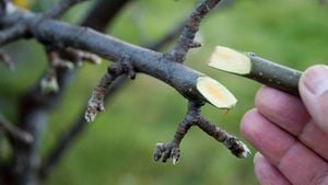 Aşılanan Bitkilerin Birbirleriyle Genetik Materyallerini Paylaşma Yöntemleri Keşfedildi!