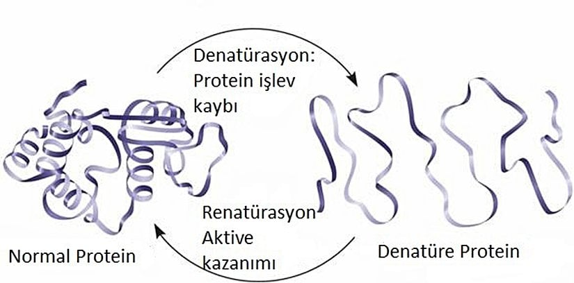 Protein Denatürasyonu ve Renatürasyonu: Yüksek sıcaklıklar veya çeşitli kimyasal maddelerle işleme sokma, proteinin şeklini ve dolayısıyla işlevini kaybetmesine yol açarak onu denatüre edecektir. Eğer denatüre protein çözünmüş halde kalırsa, çevrenin kimyasal ve fiziksel koşulları tekrar normale döndüğünde genellikle renatüre olur.