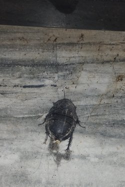 Bu hangi böcek bilen var mı?