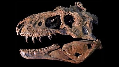 Omurgalı Hayvanlarda Kafatası Tipleri: Anapsid, Diapsid, Synapsid, Euryapsid Nedir?