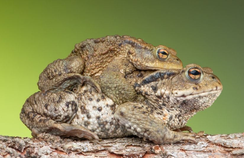 Görsel 8. Siğil kurbağası (Bufo bufo)