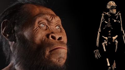 Homo naledi: İnsanın Evrim Ağacı'na En Son Eklenen Kuzenimiz!