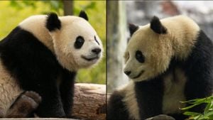 Pandas Spark Joy And Diplomacy At San Diego Zoo