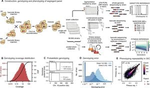 Genomic Mapping Reveals X Chromosome Regions Linked To BRD Sensitivity