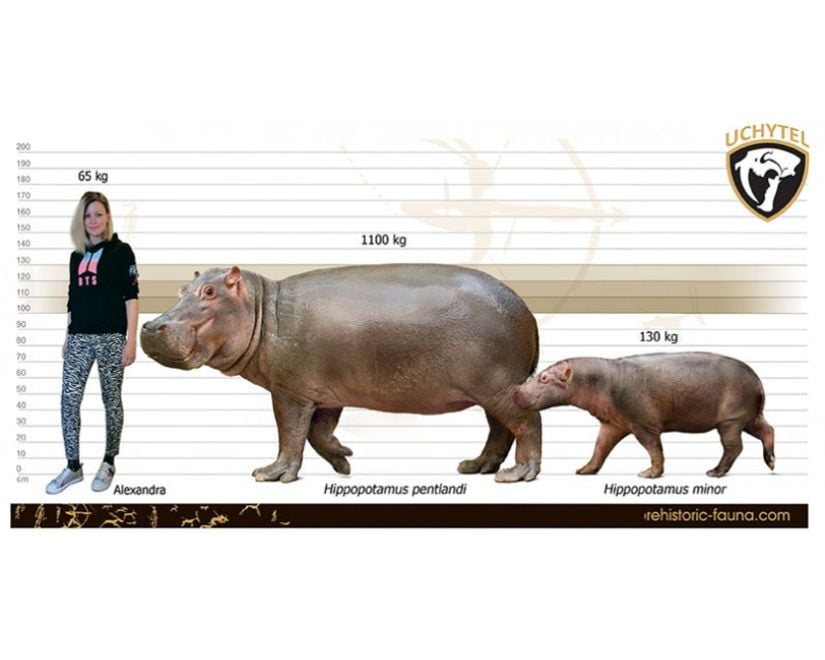 Bir zamanlar Sicilya adasında yaşayan Hippopotamus pentlandi ve Kıbrıs cüce hipopotamının insan ile karşılaştırması.