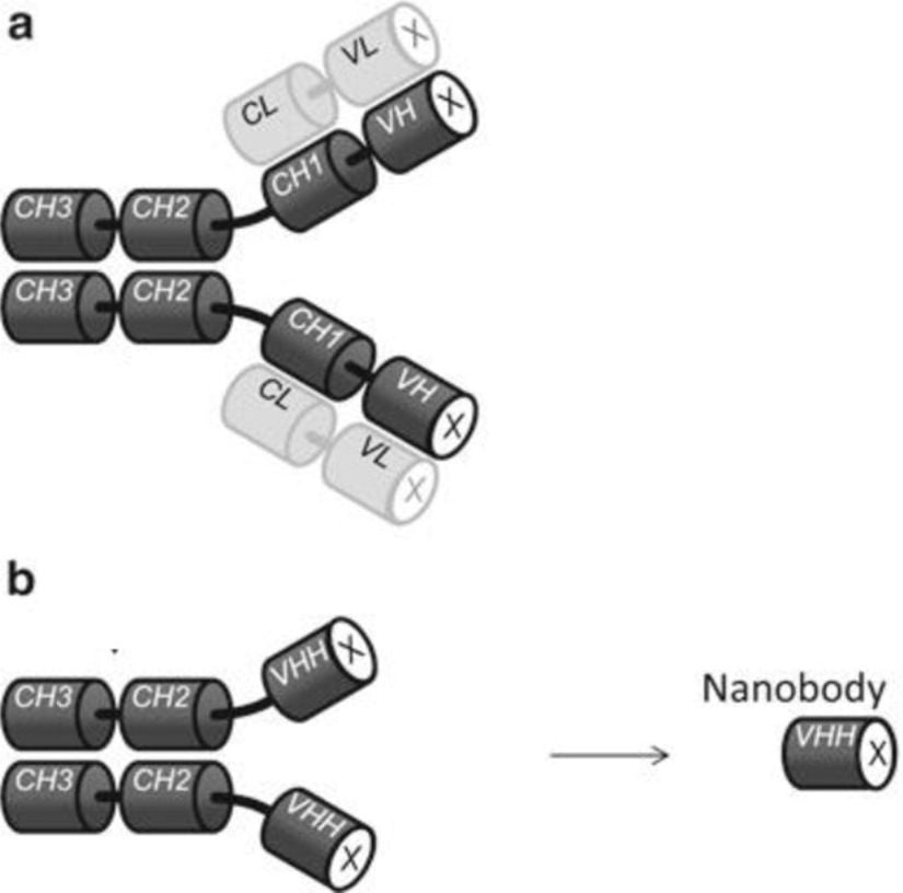 a) Antikor (IgG)  b)HcAb  c)HcAb'den elde edilen VHH, yani nanokor