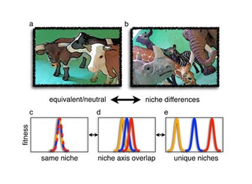 Şekil 1: Nötral ve niş (A) Birbirine çok benzeyen ot obur hayvanlar eşdeğer ve öz itibariyle nötral olarak düşünülebilirler. (B) Farklı bitkiler yiyen, hatta farklı zamanlarda veya farklı yüksekliklerde aynı bitkileri yiyen ot oburlar farklı veya örtüşen nişlere sahip olacaklardır. Buna zıt olarak nötral teori, birbirinden epey farklı gözüken türlerin bile ekolojik anlamda birbirine eşdeğer olabileceğini söyler. (C-E) Türler, çevresel bir değişim veya niş ekseni boyunca belli bir noktada en iyi uyum başarısına sahiptirler. Nötral türler tamamıyla örtüşen nişlere sahiptirler: aynı nişi paylaşırlar ve uyum başarıları çevresel bir değişim veya niş ekseni boyunca birbirine benzer şekilde değişir. Daha büyük niş farklılıkları türler arasında daha az niş örtüşmesine tekabül eder: türler, uyum bakımından, çevresel bir değişim veya niş ekseni boyunca değişik noktalarda farklılık gösterirler.