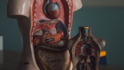 Mikrobiyomun Sağlık Üzerindeki Etkisi