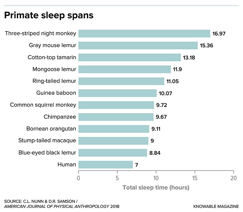 Primatların uyku süreleri.   24 saatlik bir süre içinde, yukarıda görebileceğiniz üzere insan, üzerinde çalışılmış tüm primatlar arasında en az uyuyan türdür. Bununla birlikte, tutsak primatlar üzerinde yapılan araştırmalar, vahşi yaşamdaki uyku alışkanlıklarının doğru bir görüntüsünü vermeyebilir.