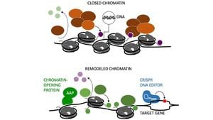 New Research Uncovers Role Of PBRM1 in Centromere Protection