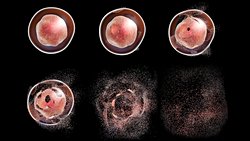 Programlı Hücre Ölümü; Apoptoz