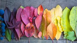 Renklerin Psikolojisi