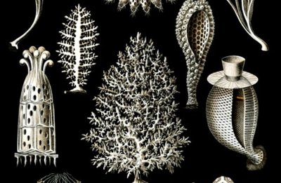 Evrimsel Süreç - 15: Basit Yapılı Hayvanların İlkin Evrimi ve Yükselişleri (580 - 542 Milyon Yıl Önce)