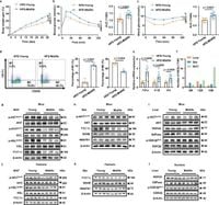 Adipose progenitor cell-derived extracellular vesicles suppress macrophage M1 program to alleviate midlife obesity - Nature Communications