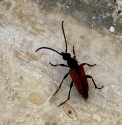Bahçemi saran fairy ring long horn beetle böcekleri ağaçlarıma ve meyvelerime zarar verir mi?