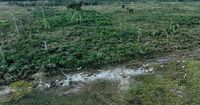 Interpol announces a new global fight against illegal deforestation