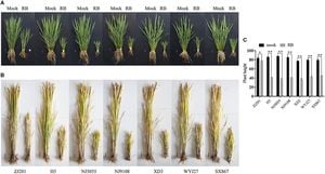 Study Uncovers Extensive Viral Diversity Within Rice Plants