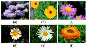 Climate Change Prompts Proliferation Of Asteraceae Species Across Northeastern China