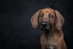 Yavru Köpek Bakışları, İnsanlar İçin Evrimleşmemiş Olabilir!
