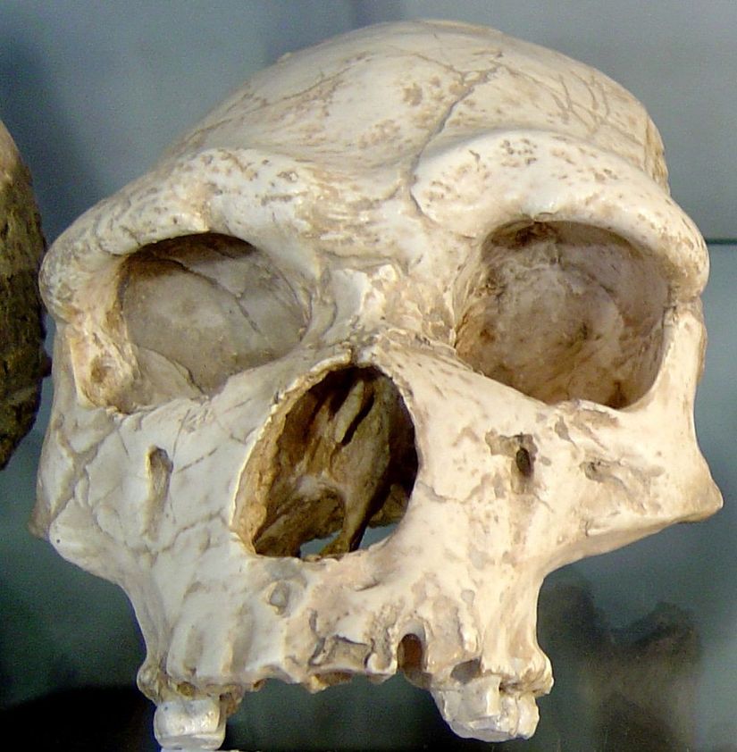 Homo erectus alt türlerinden olan H. erectus tautavelensis alt türüne ait bir kafatası