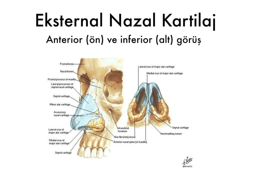 Dış burun anatomisi.