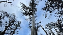 Küresel Isınma Tazmanya Ormanlarını Karbon Kaynağına Çeviriyor!