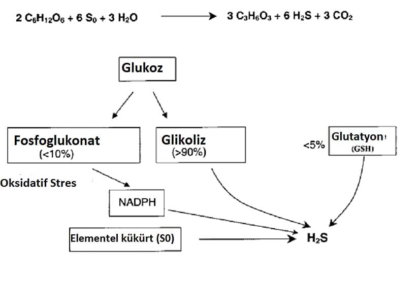 H2S molekülünün endojen biyosentez mekanizması