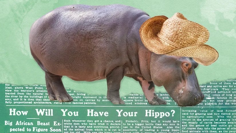 Hipopotam Yasası: Hipopotamlar, Alternatif Bir Et Kaynağı Olabilir miydi?