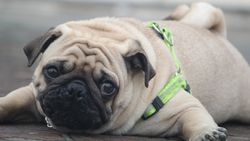 Puglar ve Bulldoglar Gibi Yassı Yüzlü Köpekler Son Derece Hasta Olmalarına Rağmen, Neden Giderek Popülerleşiyorlar? Ve Bunu Nasıl Önleriz?