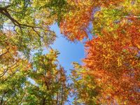 Fall Foliage 2025 Weekly Forecast Maps Show When Colors Will Peak In MD