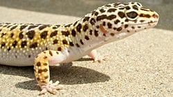 Leopar Gekosu