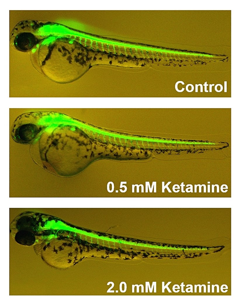 Zebra balığı embriyosunun şeffaflığından yararlanılan bir çalışma